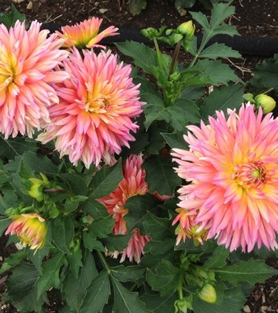 Dahlia XXL Sunset